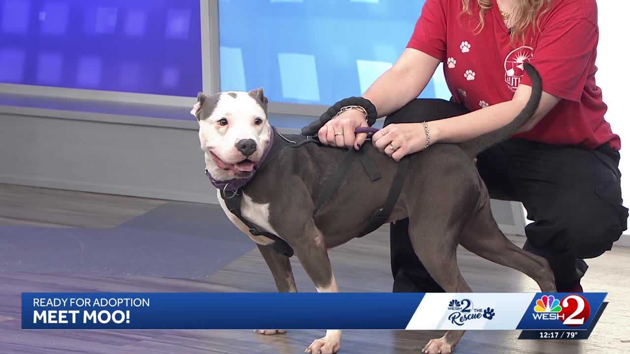 Moo at Southeast Volusia Humane Society is looking for a home — WESH 2 Orlando, Conroe Community news