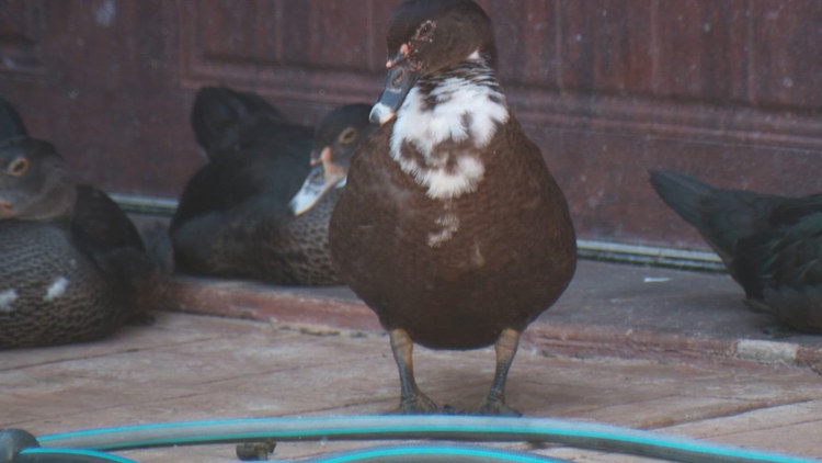 Hundreds of invasive ducks have taken over a Katy-area neighborhood. What happens next? — KHOU 11 (Houston)
