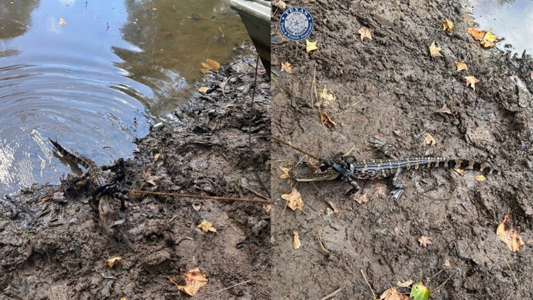 Alligator found tied to boat in East Texas pond; man cited for illegal possession, wardens say — KHOU 11 (Houston)